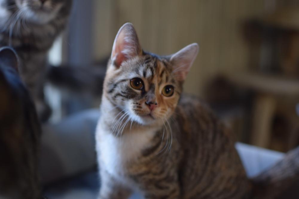 Itty Bitty, Adoptable, Kitten Female Domestic Short Hair.