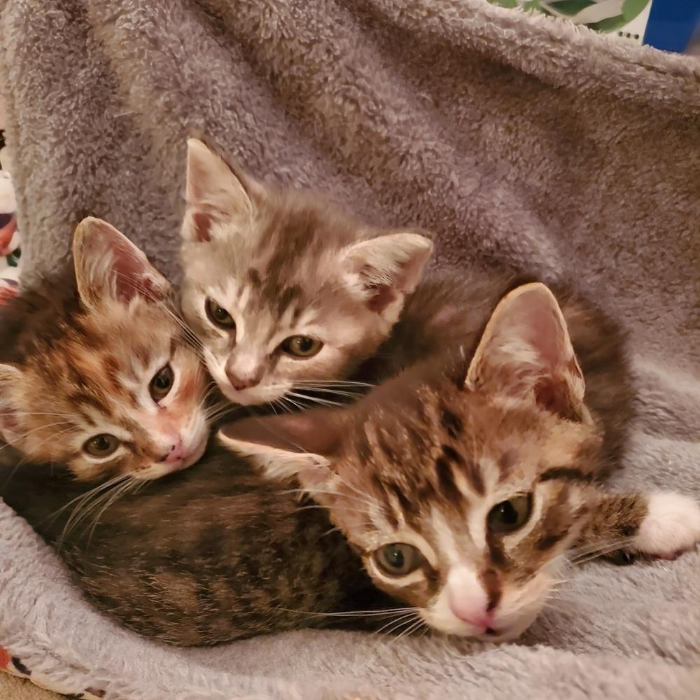 Enlarge Itty Bitty, a Adoptable Domestic Short Hair in Ronkonkoma, NY image 2/6