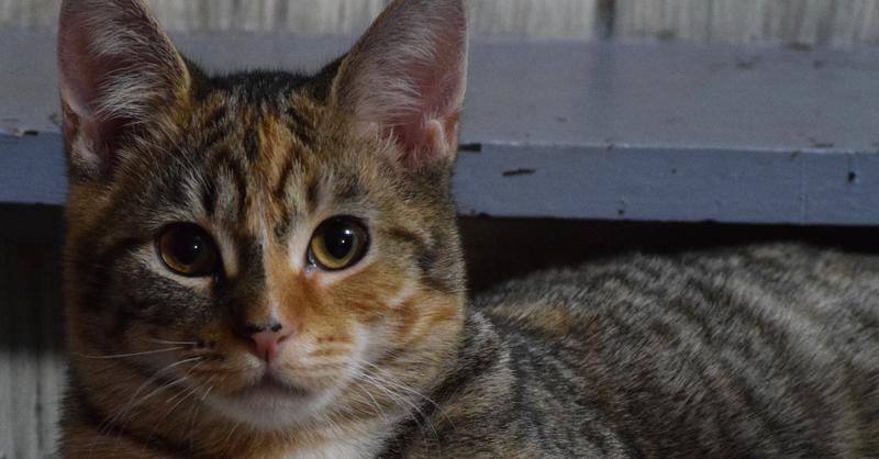 Enlarge Itty Bitty, a Adoptable Domestic Short Hair in Ronkonkoma, NY image 3/6