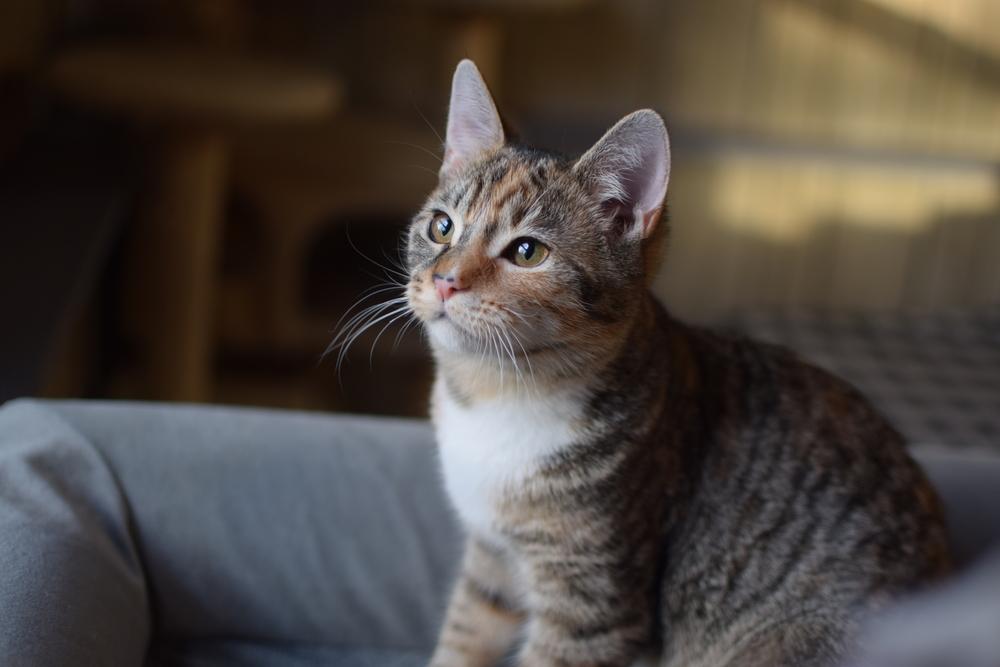 Enlarge Itty Bitty, a Adoptable Domestic Short Hair in Ronkonkoma, NY image 4/6