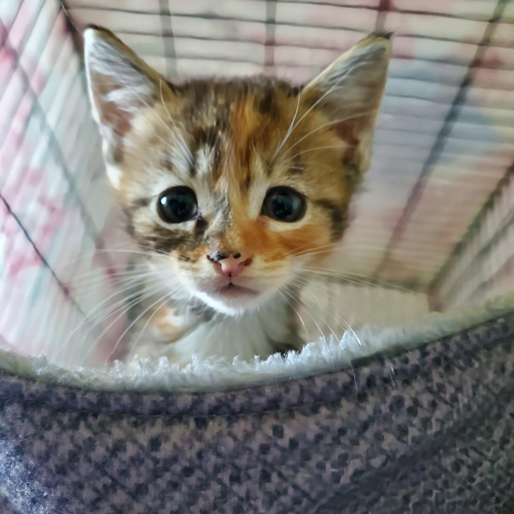 Enlarge Itty Bitty, a Adoptable Domestic Short Hair in Ronkonkoma, NY image 5/6