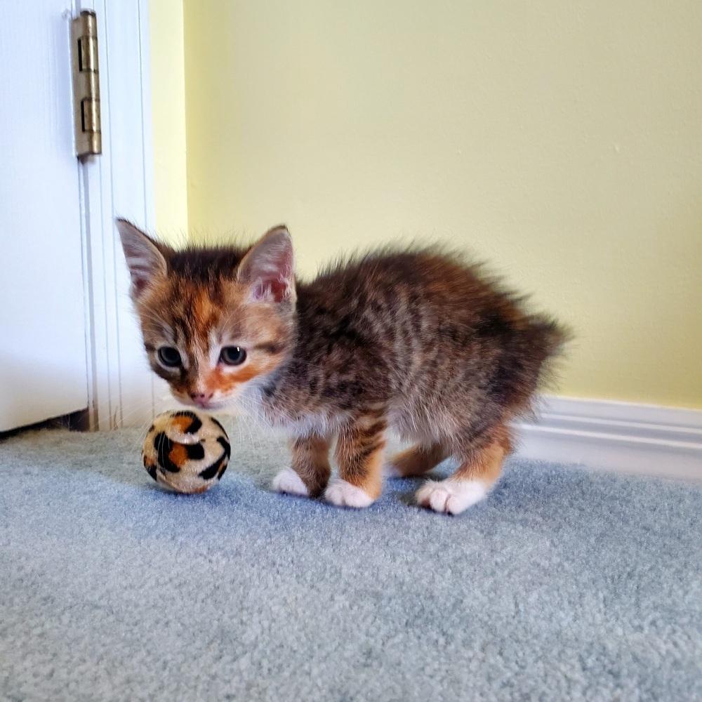 Enlarge Itty Bitty, a Adoptable Domestic Short Hair in Ronkonkoma, NY image 6/6