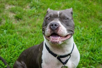 Enlarge Kimba, a Adoptable Mixed Breed in West Chester, PA image 2/3