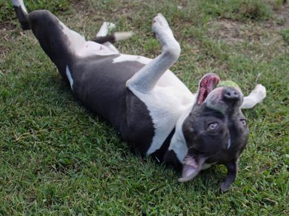 Enlarge Kimba, a Adoptable Mixed Breed in West Chester, PA image 3/3