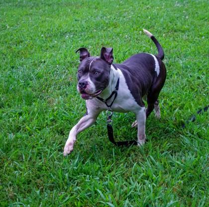 Kimba, a Adoptable Mixed Breed in West Chester, PA image 1/3
