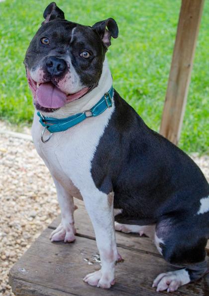 Kimba, a Adoptable Mixed Breed in West Chester, PA image 3/3