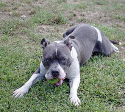 Kimba, a Adoptable Mixed Breed in West Chester, PA image 3/3