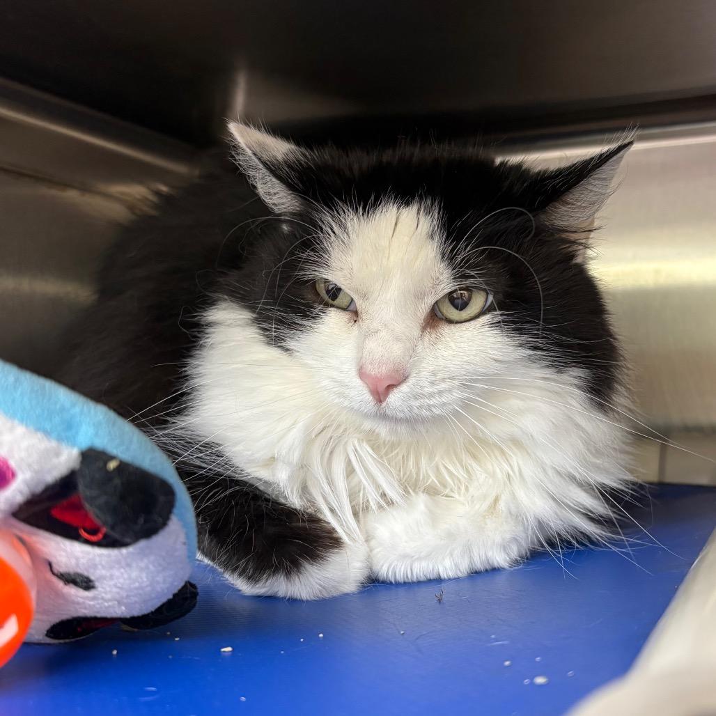 Enlarge Dizzy, a Adoptable Domestic Medium Hair in Springfield, IL image 1/1