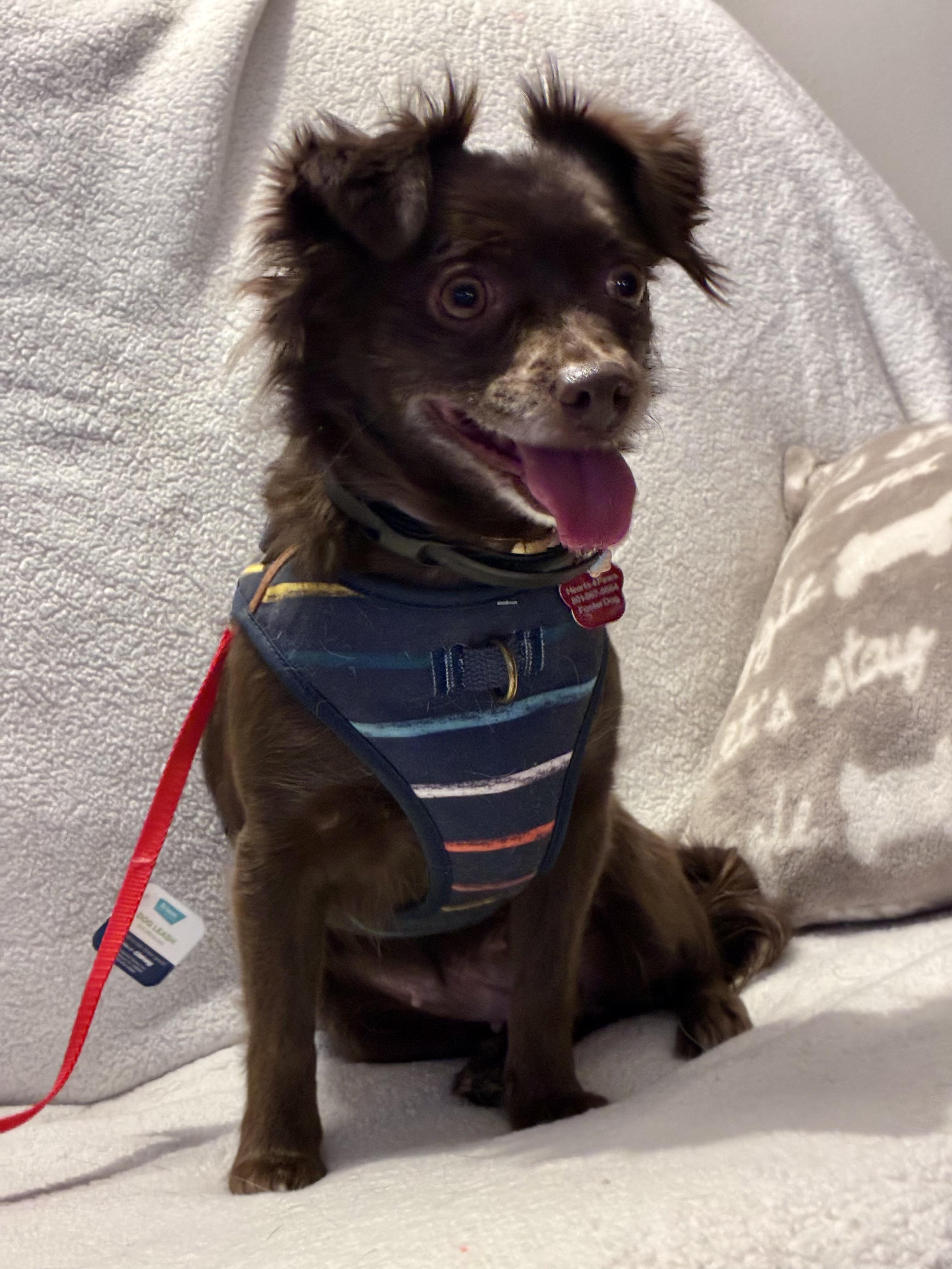 Enlarge Briar, an adopted Chihuahua in West Valley, UT image 1/4