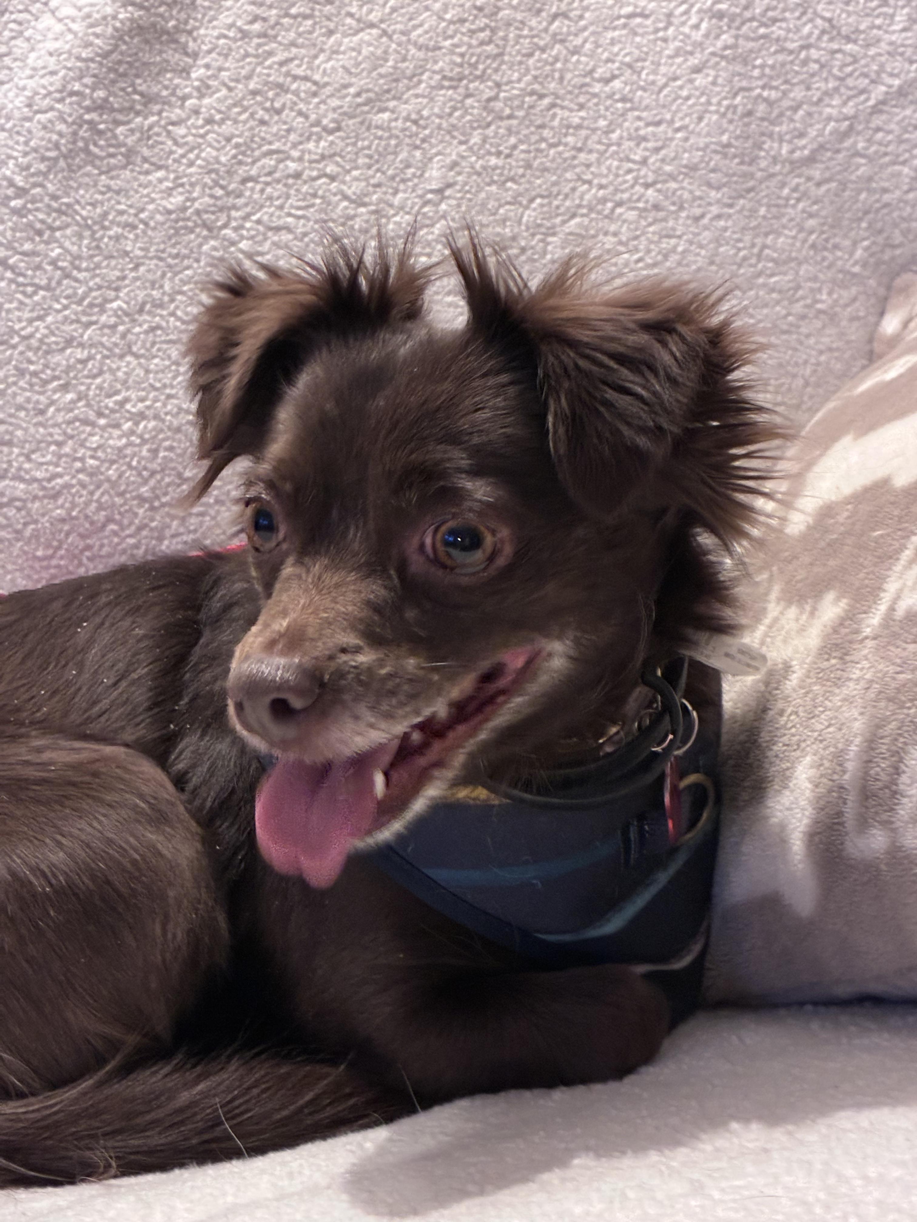 Enlarge Briar, an adopted Chihuahua in West Valley, UT image 2/4