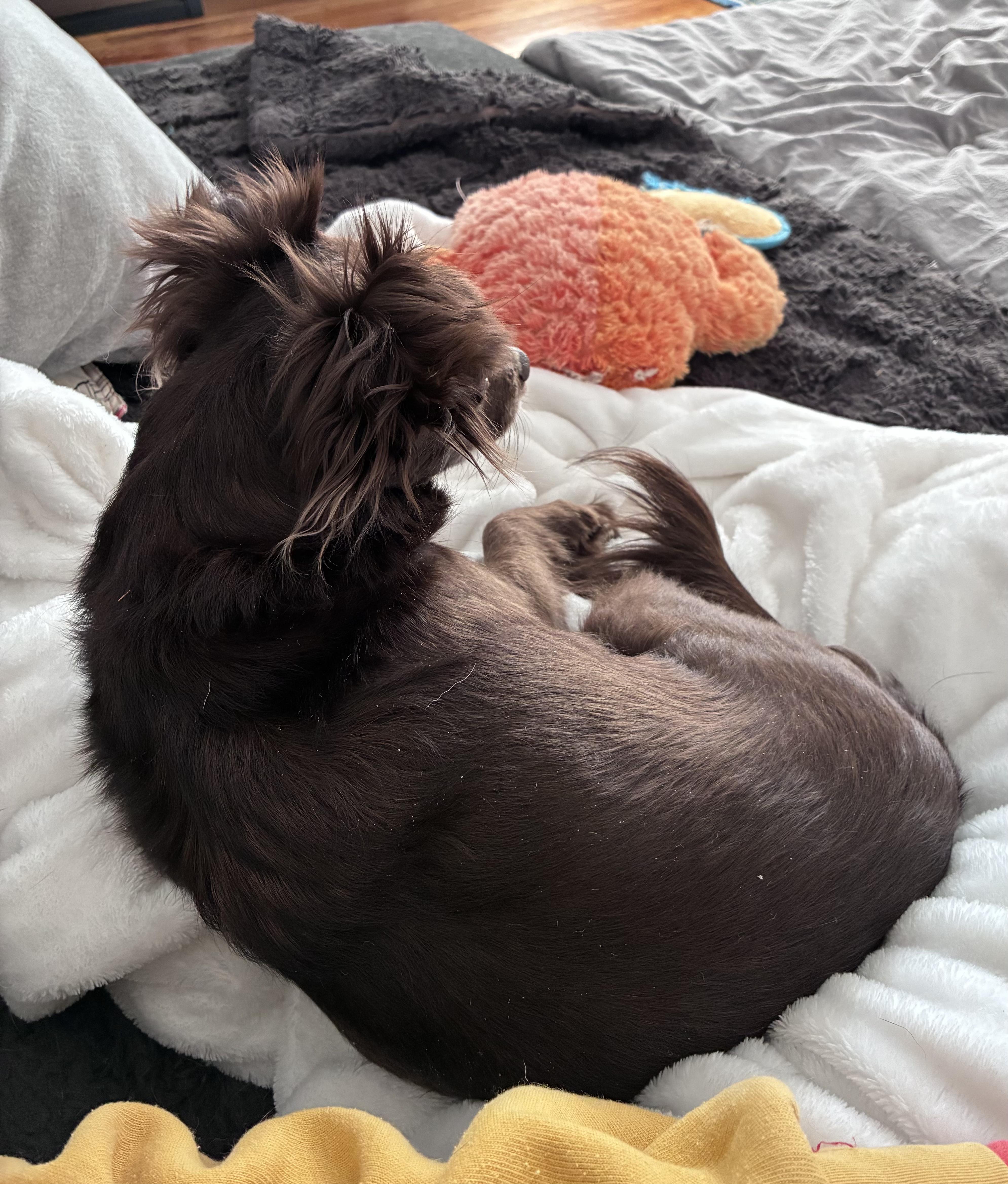 Enlarge Briar, an adopted Chihuahua in West Valley, UT image 3/4