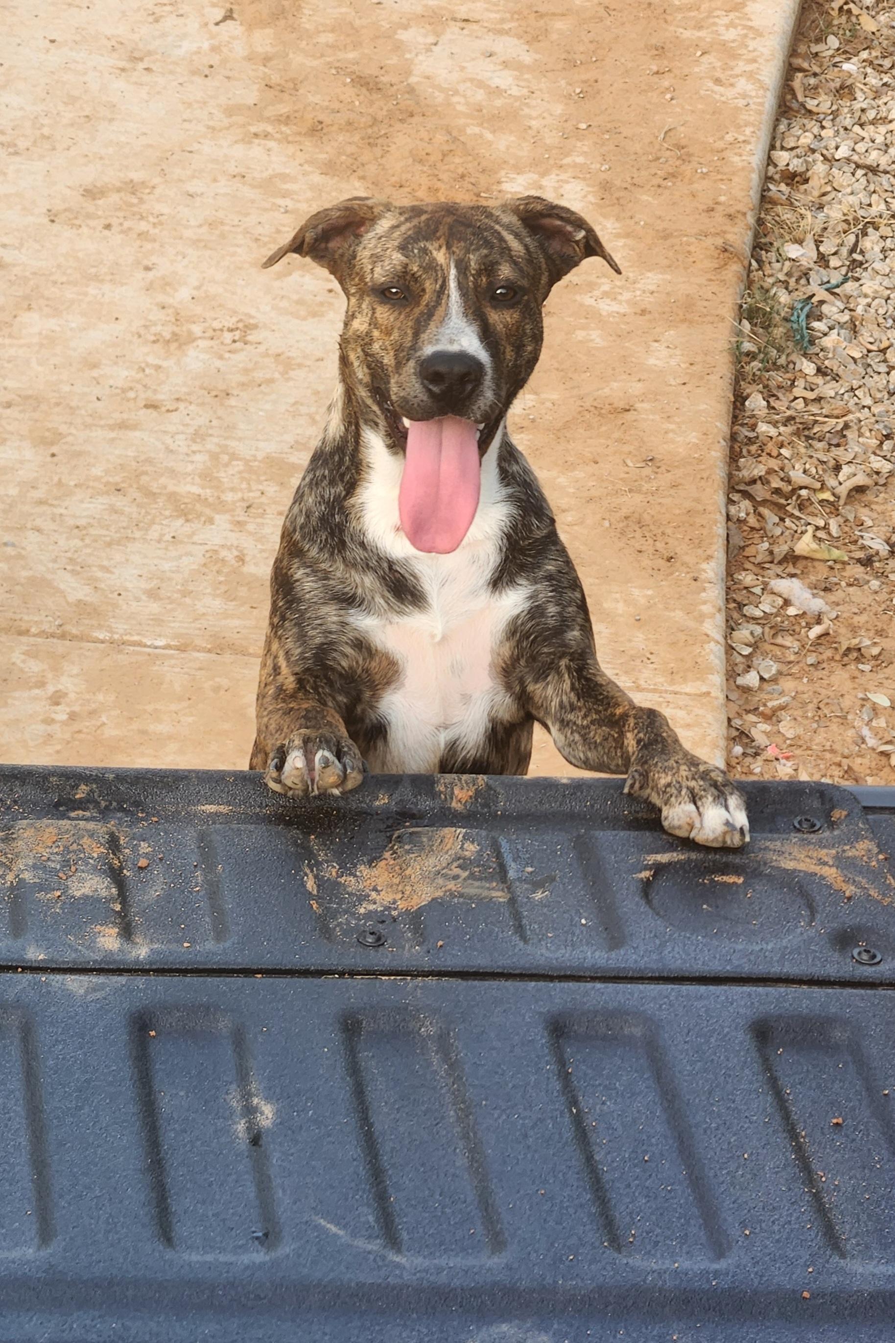 Turkey, Adoptable, Adult Female Pit Bull Terrier.
