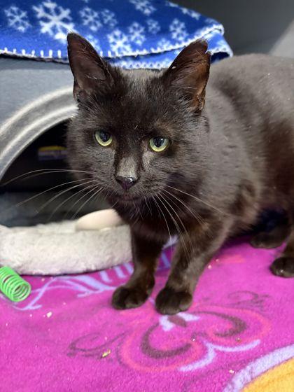 Woody, Adoptable, Adult Male Domestic Short Hair & Domestic Short Hair.