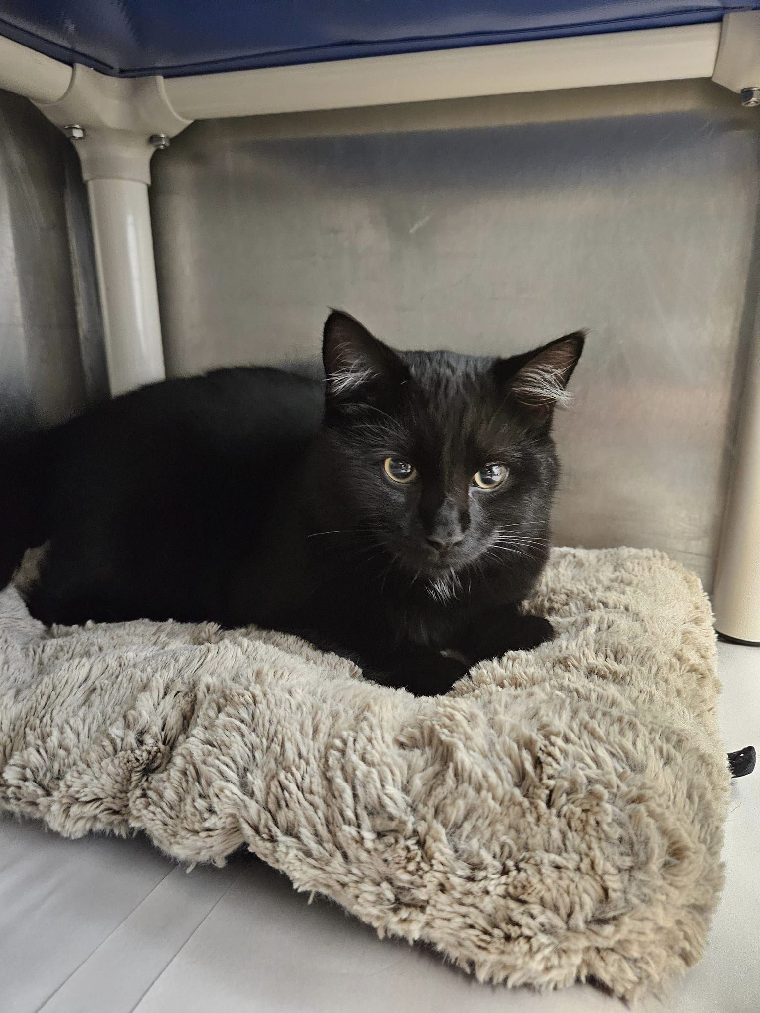 Noir, a Adopted Domestic Short Hair in Windsor, CT image 1/2