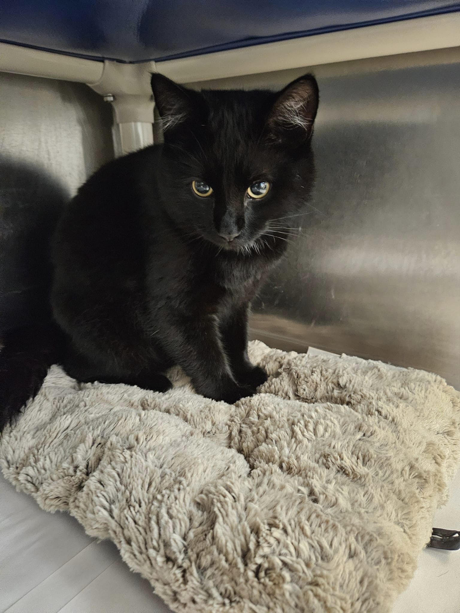 Noir, a Adopted Domestic Short Hair in Windsor, CT image 2/2