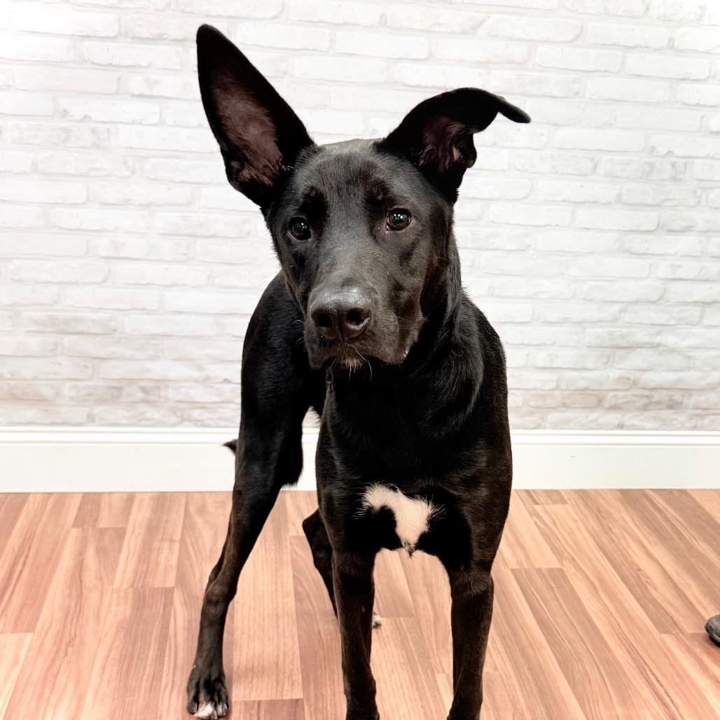 Goofy, a Adoptable mixed breed in Montgomery, AL image 1/3