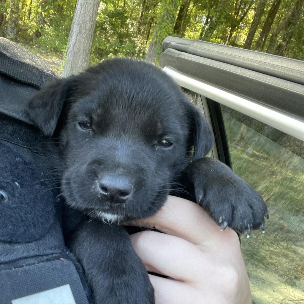 Goofy, a Adoptable mixed breed in Montgomery, AL image 3/3