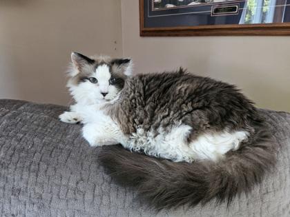 Sparrow — thumbnail 2