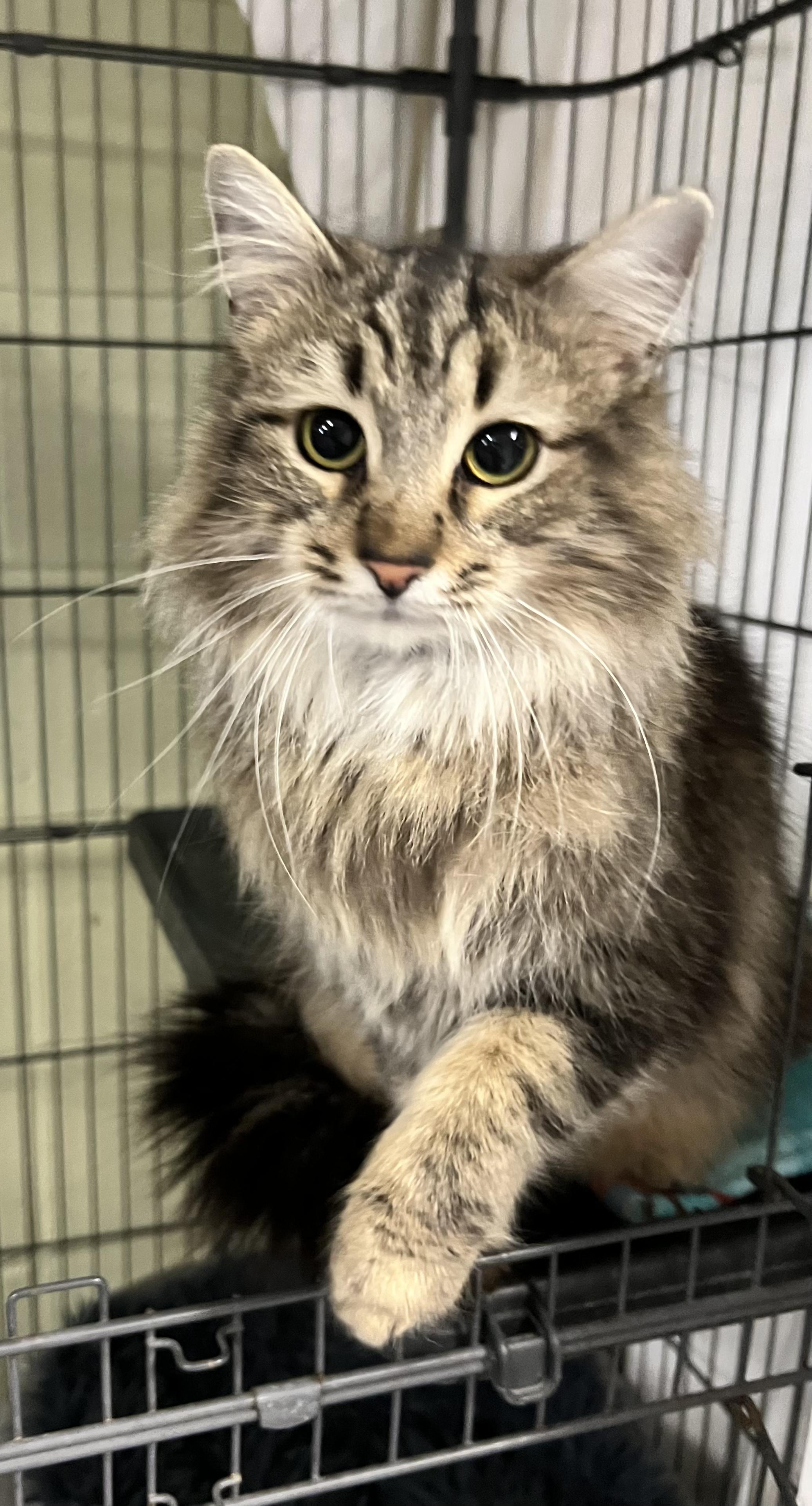 Baby, ADOPTABLE, Young Female Domestic Medium Hair.