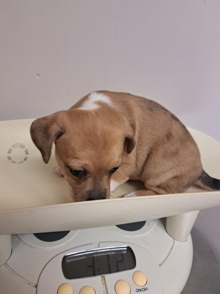 El, Adoptable, Puppy Female Pug & Mixed Breed.