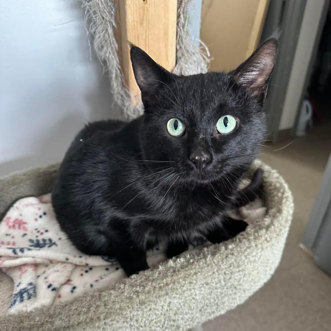 Enlarge Recon, a ADOPTABLE Domestic Short Hair in Weyburn, SK image 1/1