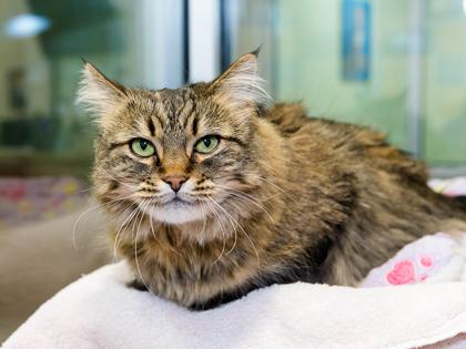 Aspen, Adoptable, Adult Female Domestic Short Hair & Domestic Short Hair.