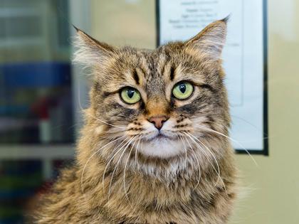 Enlarge Aspen, a Adoptable Domestic Short Hair in Longmont, CO image 2/3