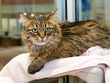 Enlarge Aspen, a Adoptable Domestic Short Hair in Longmont, CO image 3/3