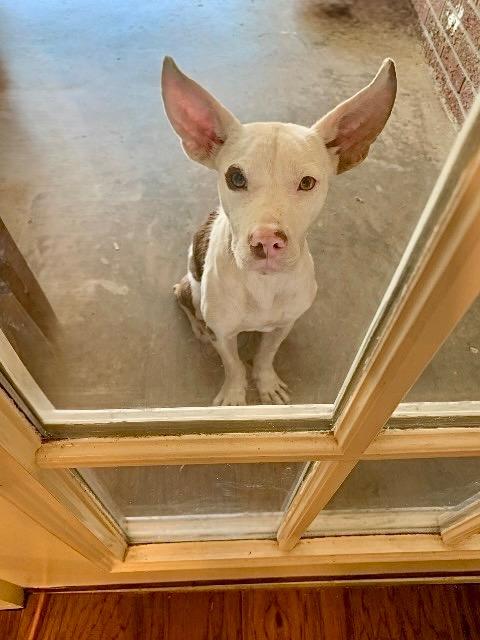 Buster, a Adoptable mixed breed in Princeton, MA image 1/6