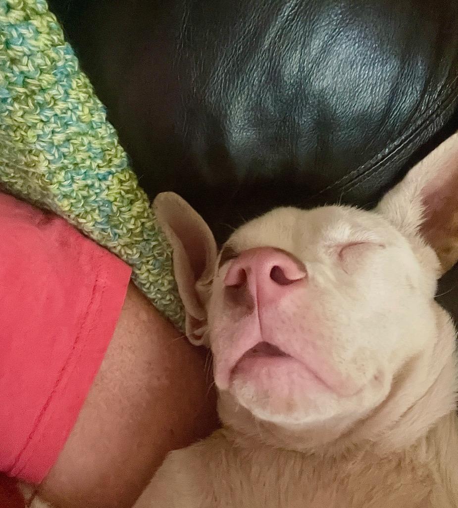 Buster, Adoptable, Young Male Pit Bull Terrier.