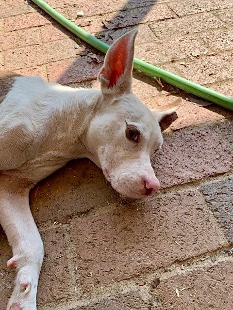 Buster, a Adoptable mixed breed in Princeton, MA image 2/6