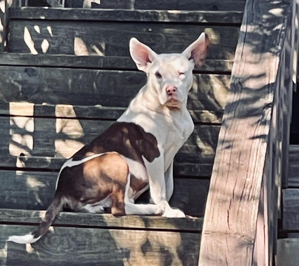 Buster, a Adoptable mixed breed in Princeton, MA image 3/6
