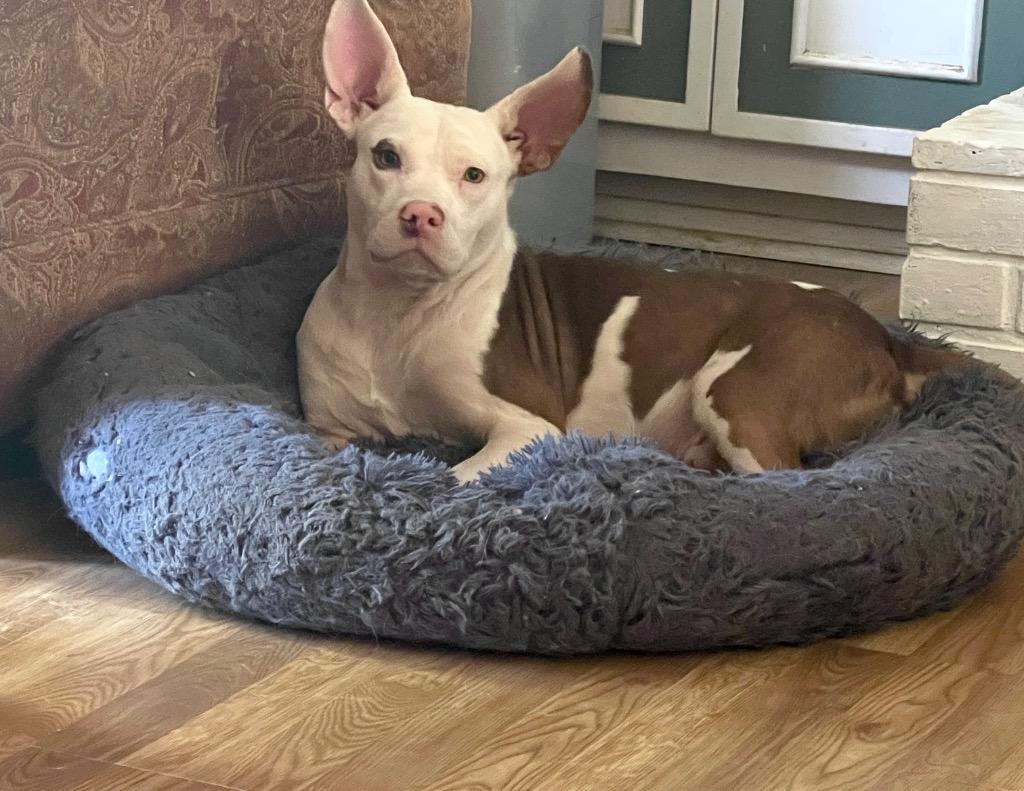 Enlarge Buster, a Adoptable mixed breed in Princeton, MA image 2/6