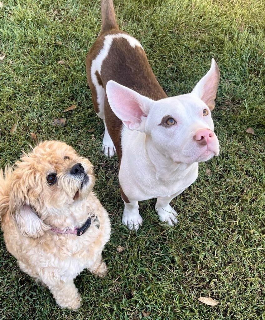 Enlarge Buster, a Adoptable mixed breed in Princeton, MA image 4/6
