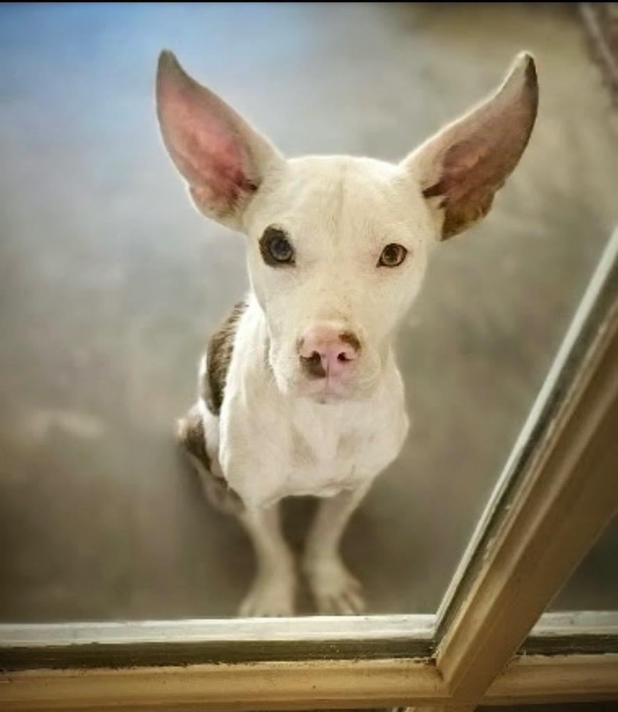 Enlarge Buster, a Adoptable mixed breed in Princeton, MA image 5/6