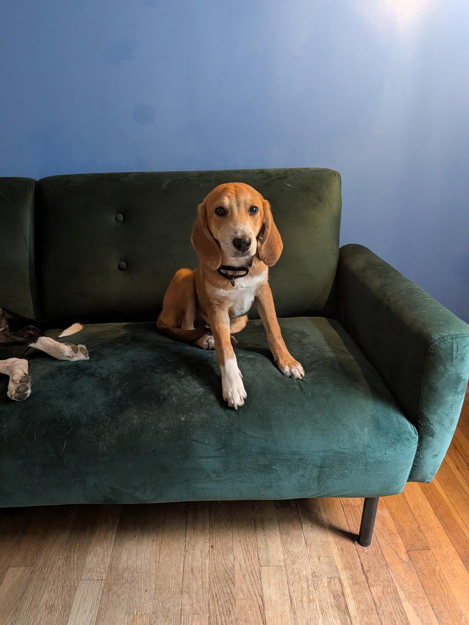 Brownie Alyssa *LOCAL*, Adoptable, Puppy Male Labrador Retriever & Hound.