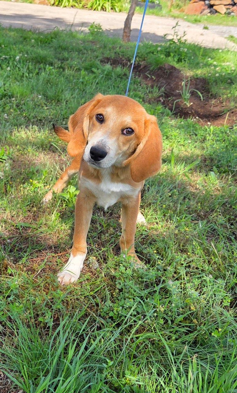 Brownie Alyssa *LOCAL*, Adoptable, Puppy Male Labrador Retriever & Hound.