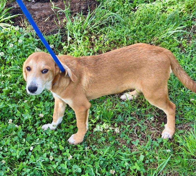 Enlarge Brownie Alyssa *LOCAL*, a Adoptable mixed breed in Wakefield, RI image 2/3