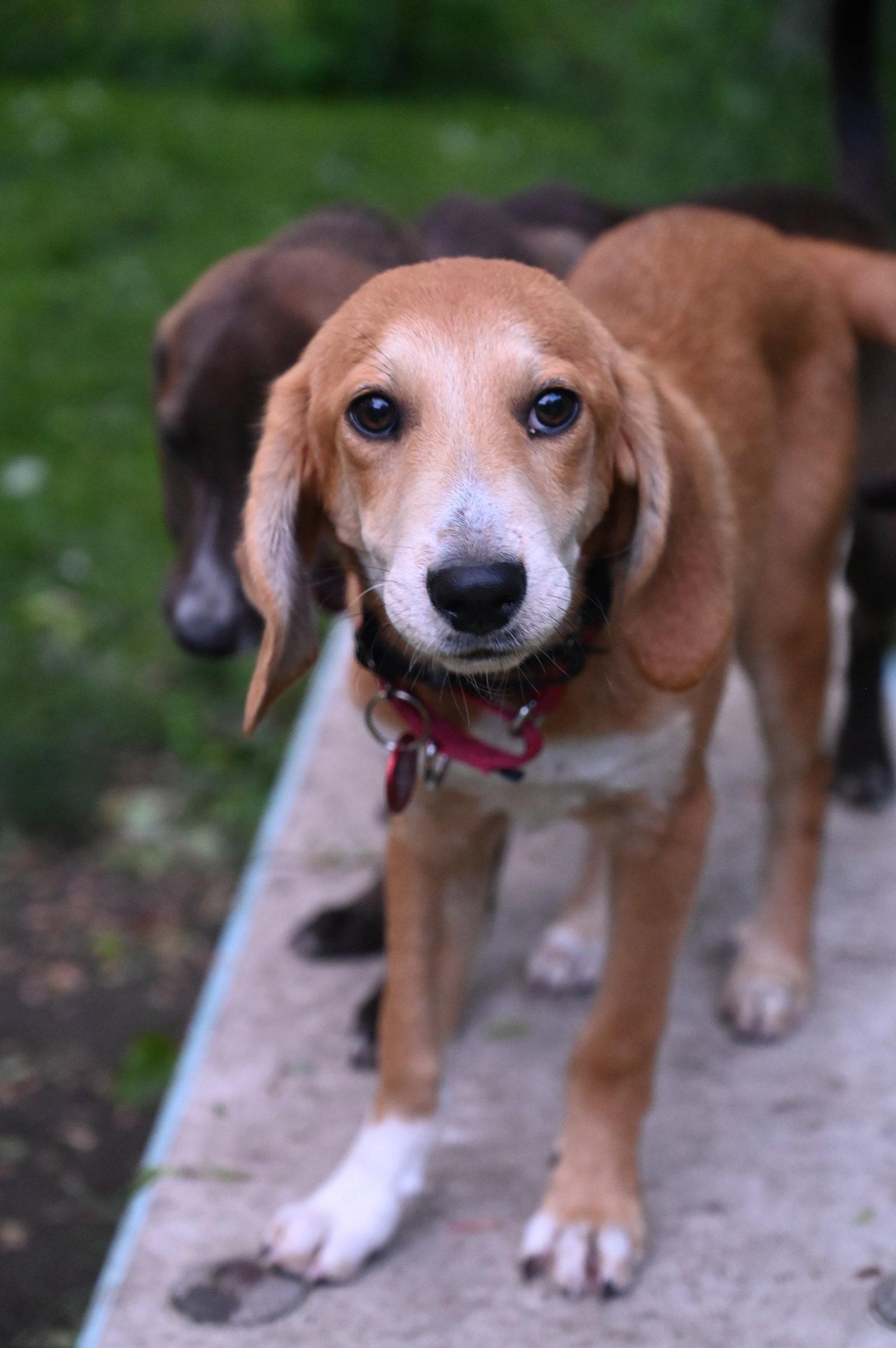 Enlarge Brownie Alyssa *LOCAL*, a Adoptable mixed breed in Wakefield, RI image 3/3