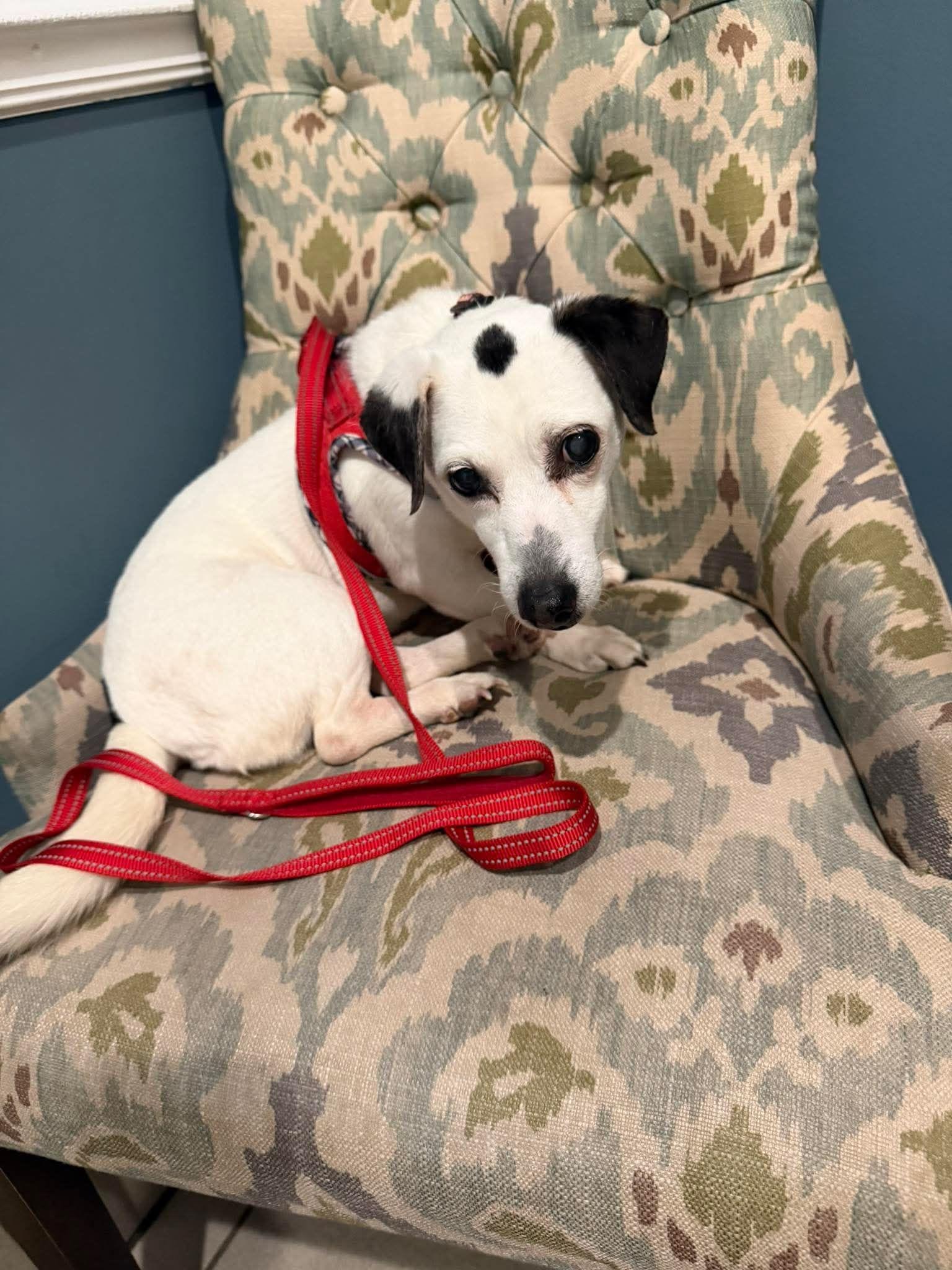 Sally Anne, ADOPTABLE, Senior Female Rat Terrier.