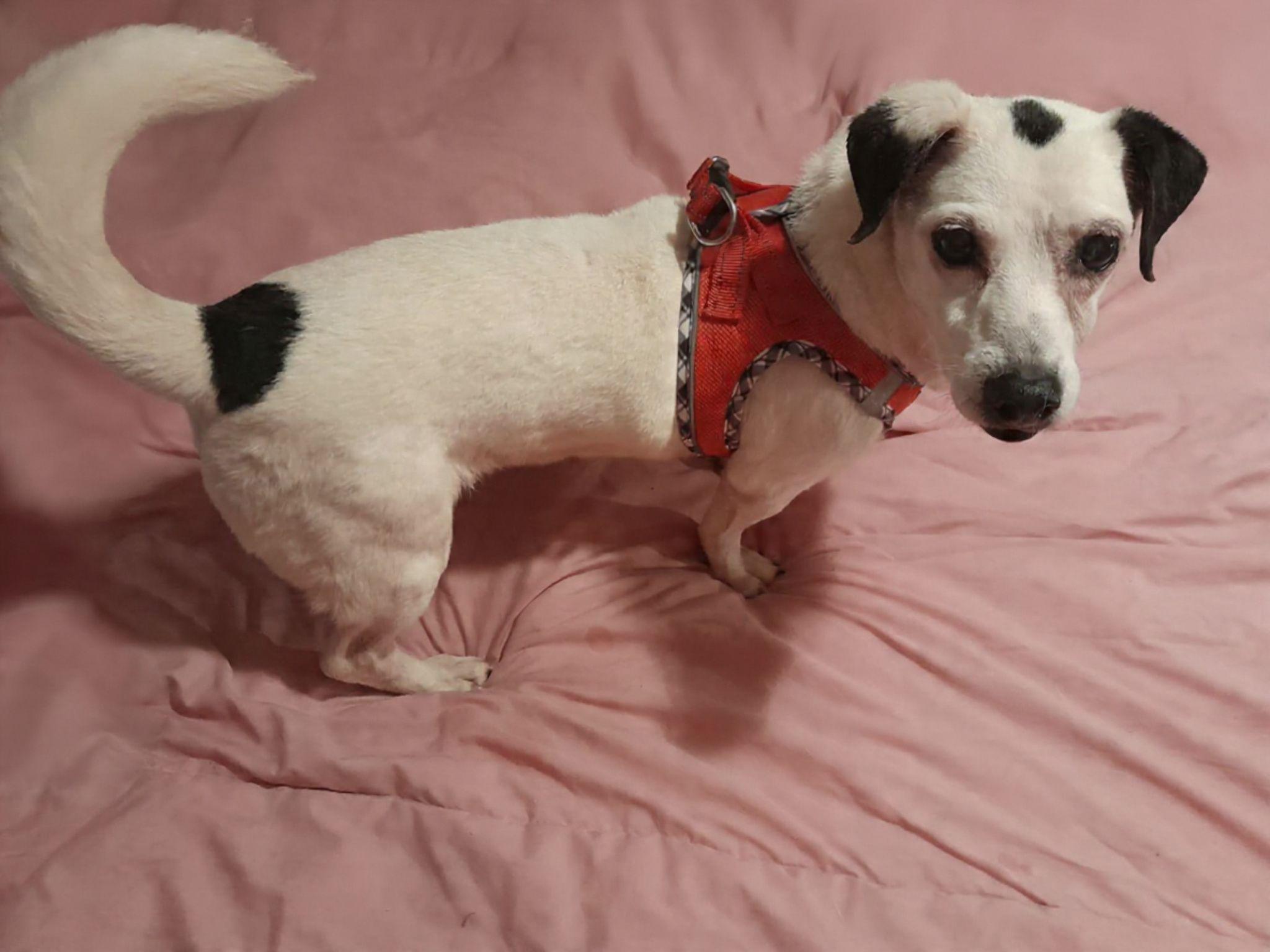 Enlarge Sandra, a ADOPTABLE Rat Terrier in Miami, FL image 1/1