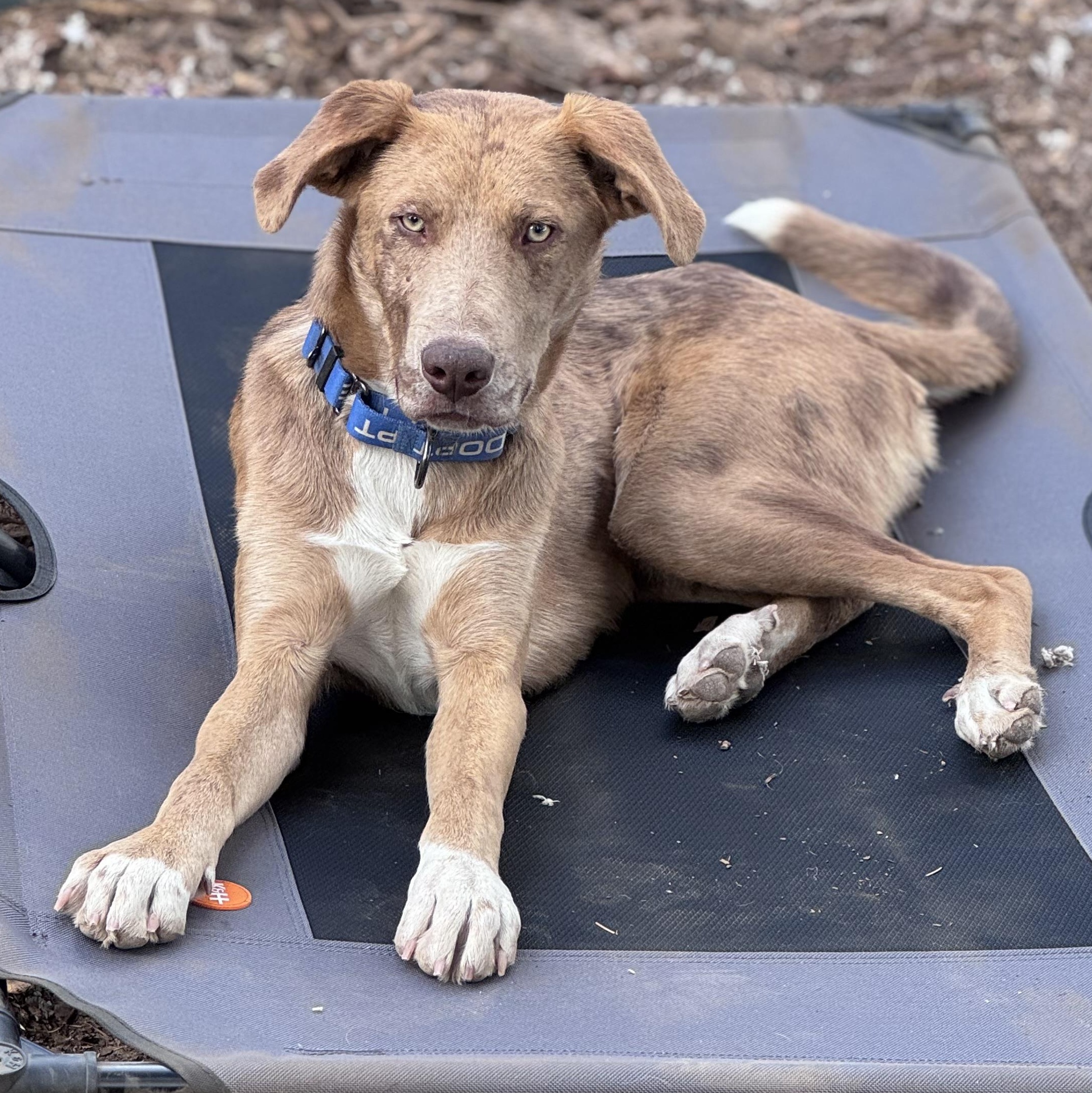 Enlarge Bucky, a ADOPTABLE mixed breed in Carson, NM image 2/3