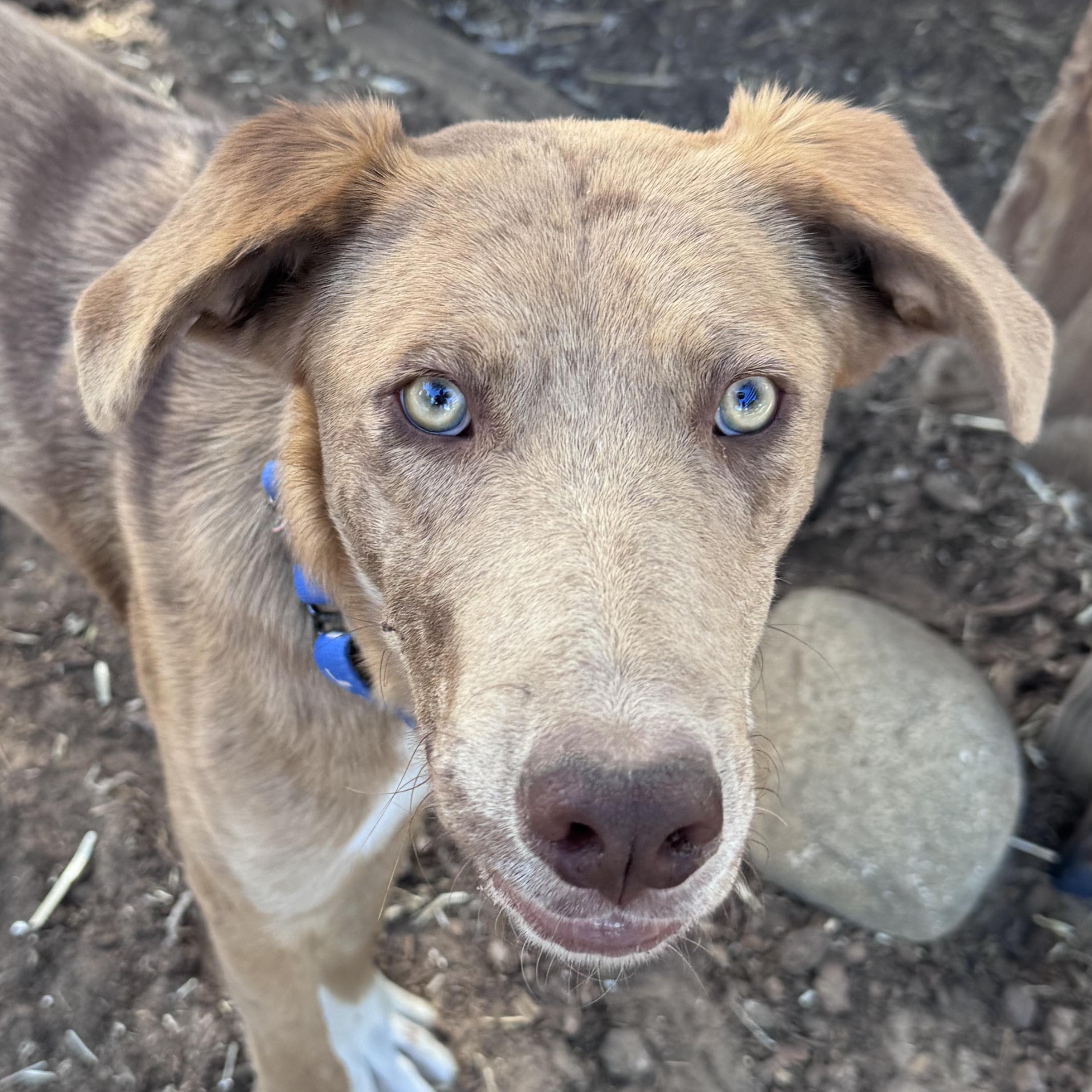Enlarge Bucky, a ADOPTABLE mixed breed in Carson, NM image 1/3