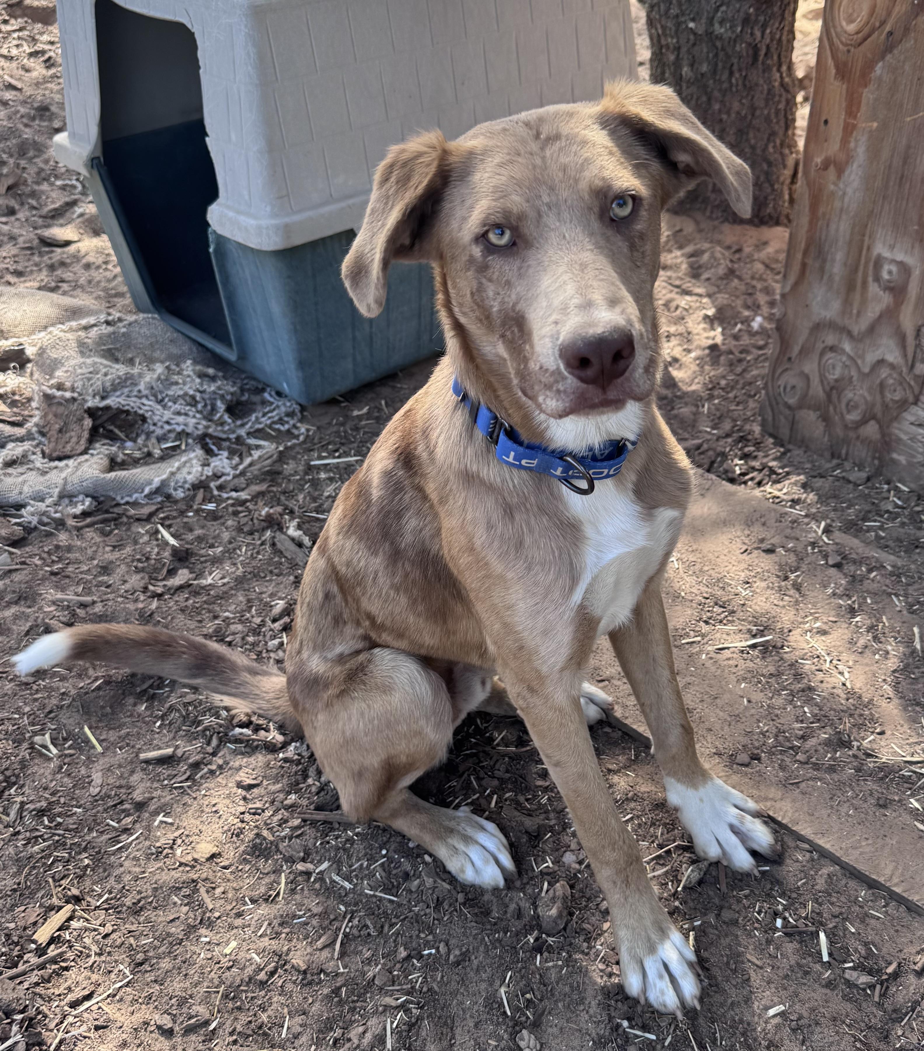 Enlarge Bucky, a ADOPTABLE mixed breed in Carson, NM image 3/3