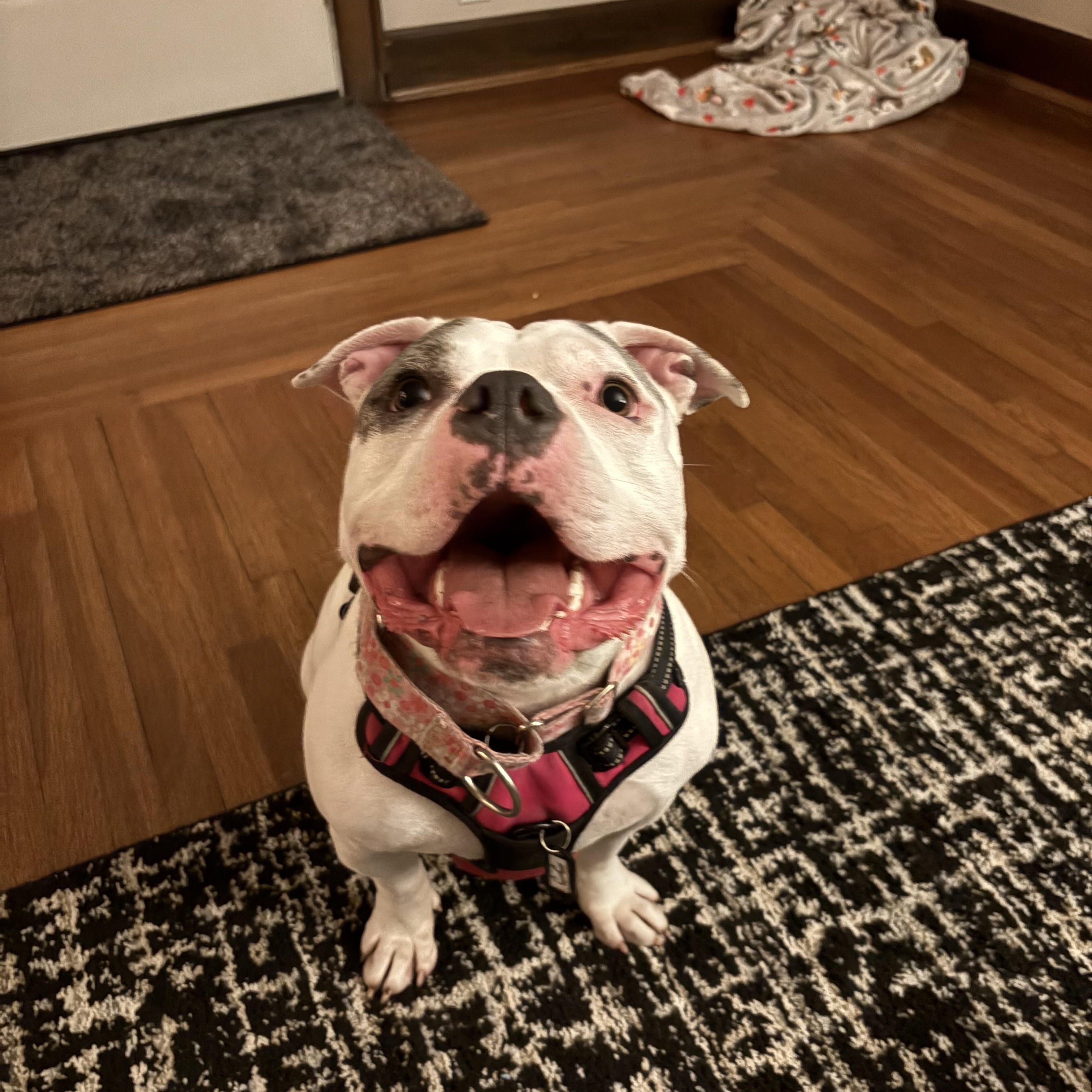 Enlarge Cece, a Adoptable mixed breed in Cincinnati, OH image 5/6