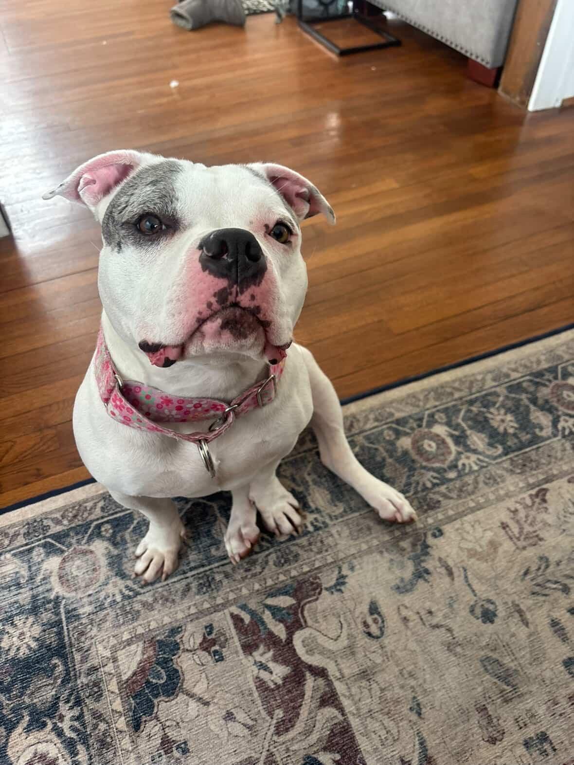 Enlarge Cece, a Adoptable mixed breed in Cincinnati, OH image 4/6