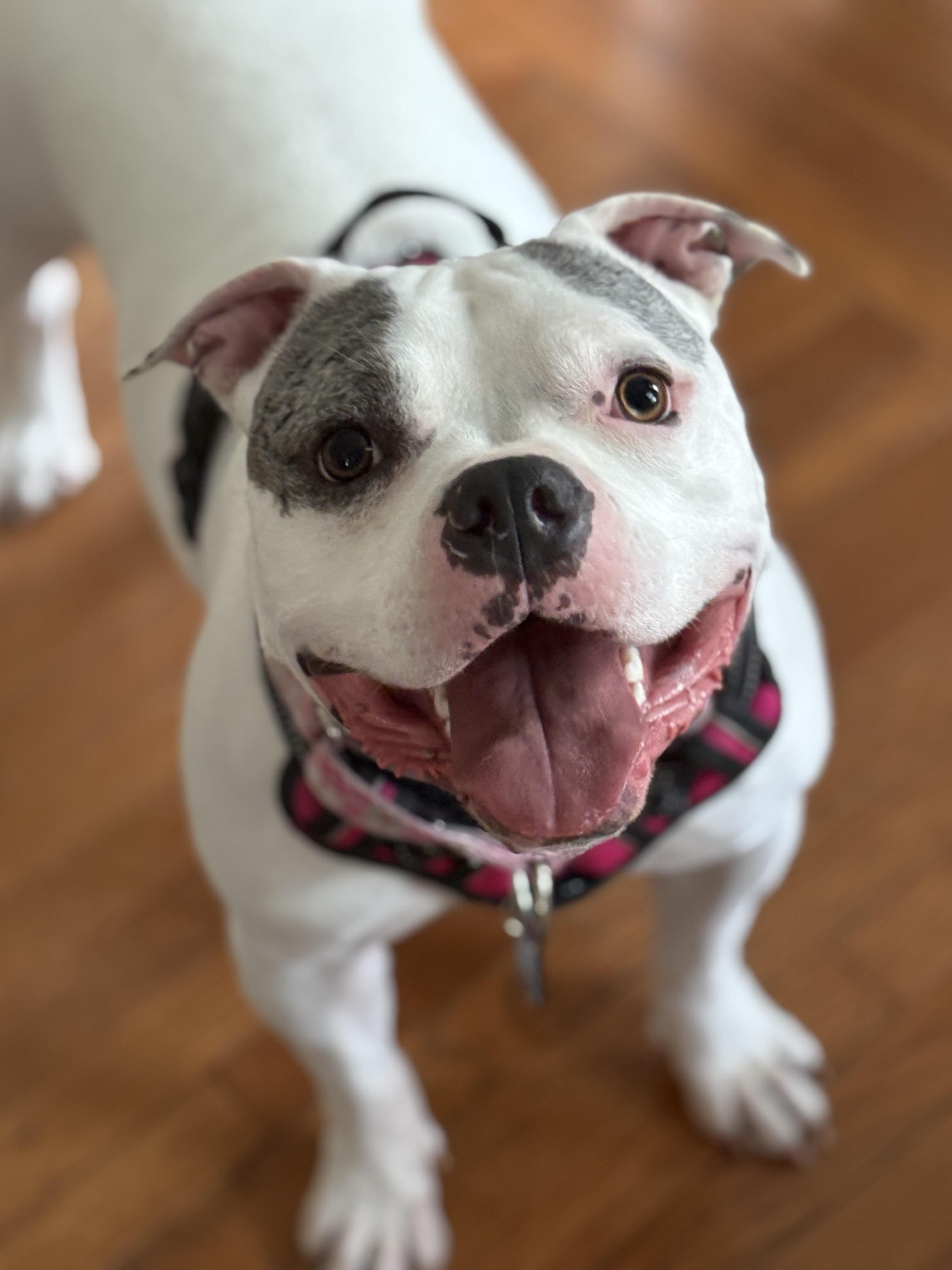 Cece, Adoptable, Young Female Staffordshire Bull Terrier & American Bulldog.