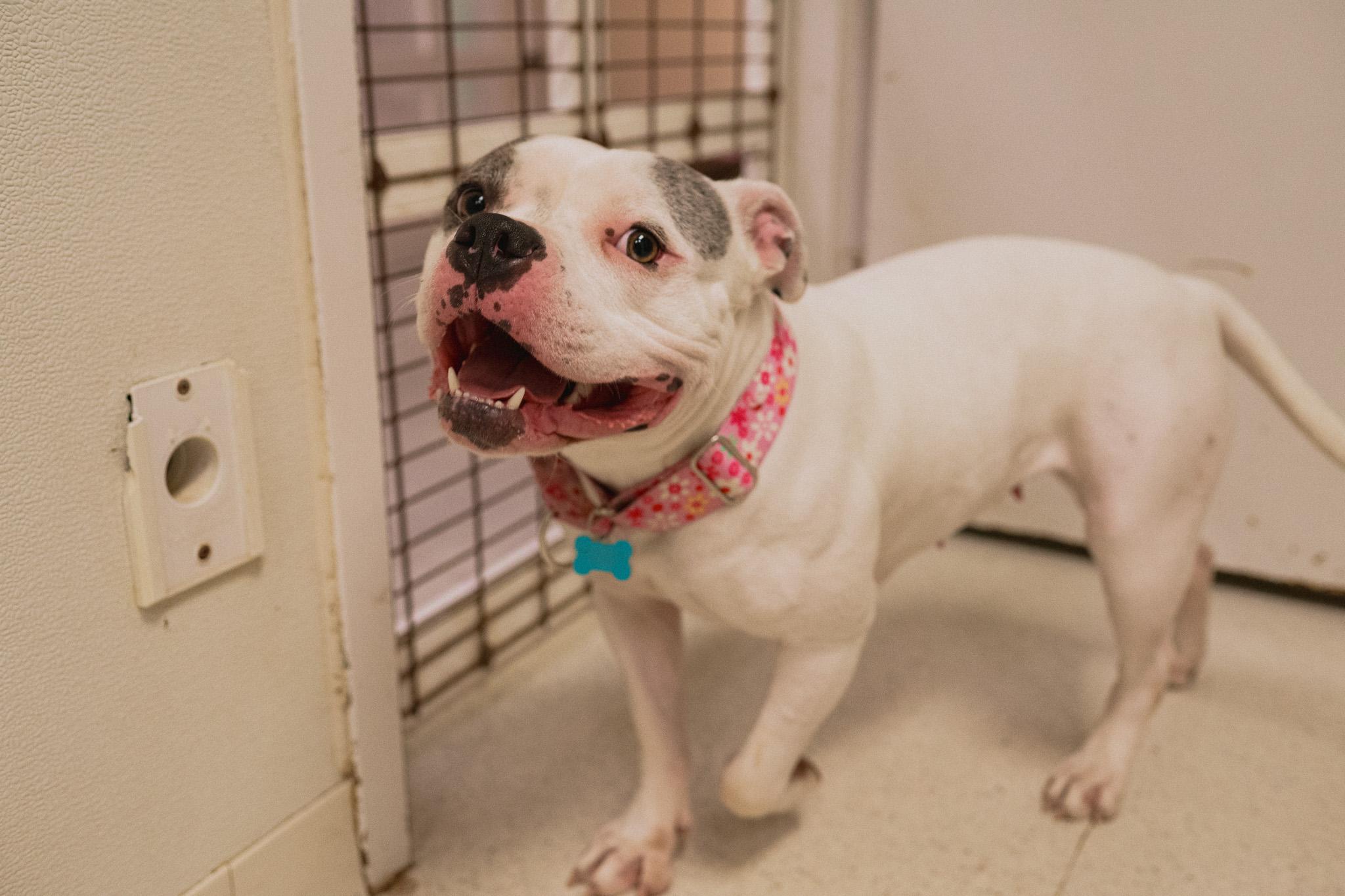 Enlarge Cece, a Adoptable mixed breed in Cincinnati, OH image 2/6