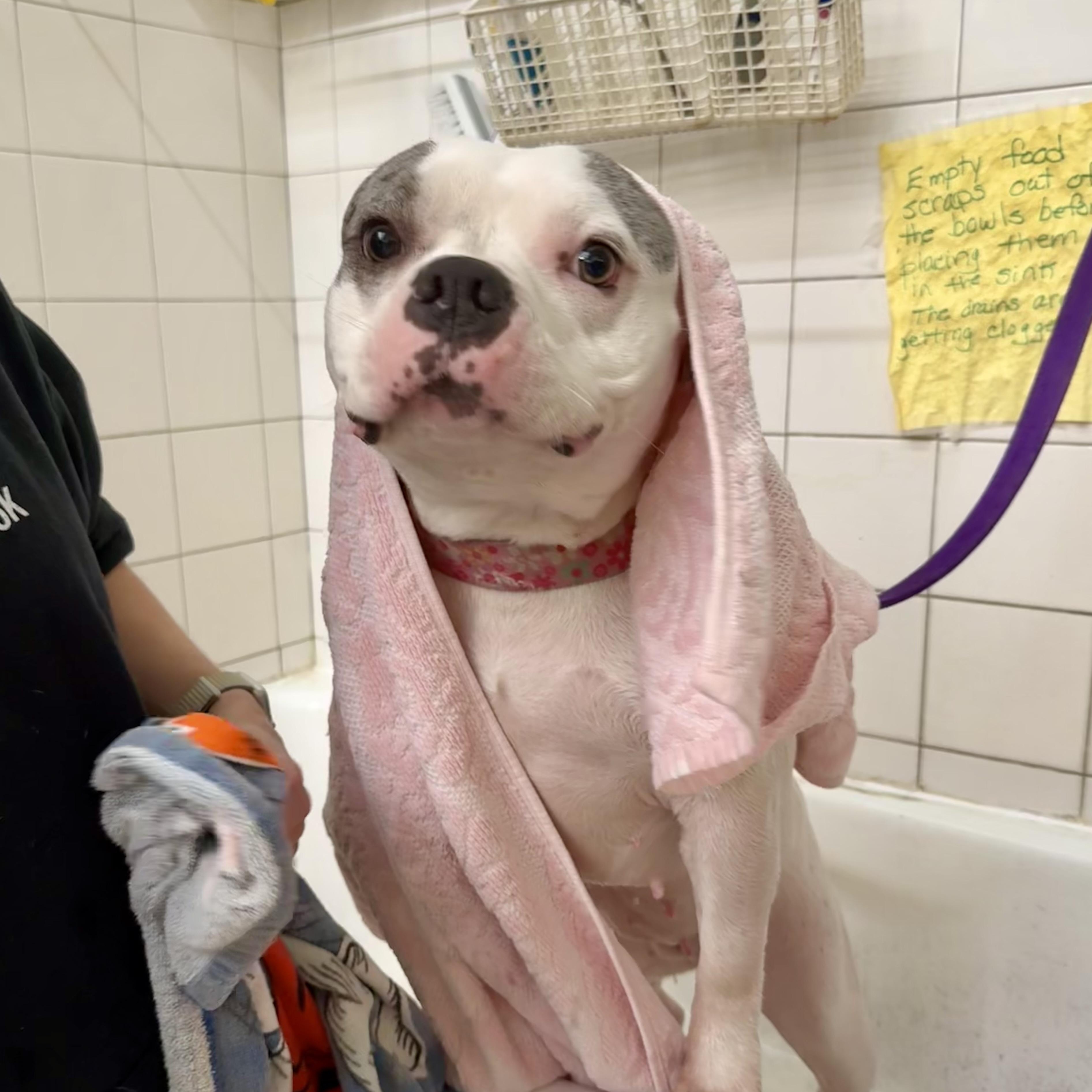 Enlarge Cece, a Adoptable mixed breed in Cincinnati, OH image 3/6