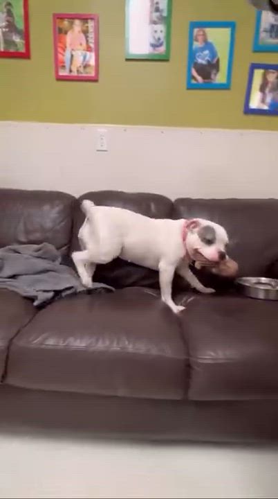 Enlarge Cece, a Adoptable mixed breed in Cincinnati, OH video 6/6